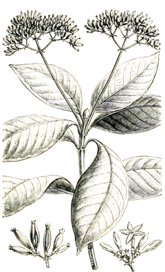 Ciliosemina pedunculata Ciliosemina